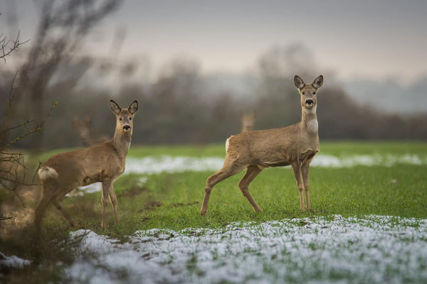 Jagd nach jungem Schalenwild im September - warum sie sinnig sein kann