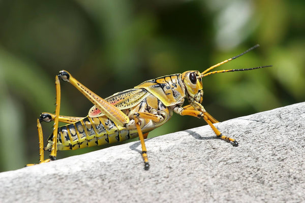 Insects as survival food - how useful the critters can be 