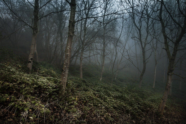 Saving local forests - why deciduous trees play an important role 